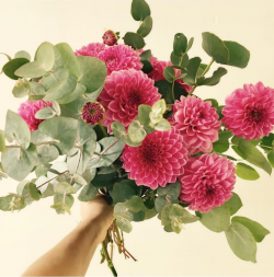 Fleurs Brontie